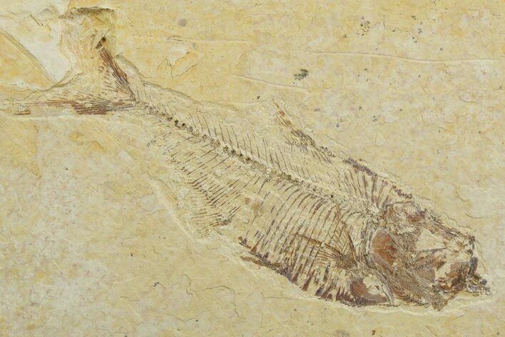 Bargain, Fossil Fish (Diplomystus) - Wyoming #349577